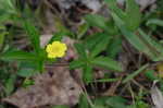 Common cinquefoil